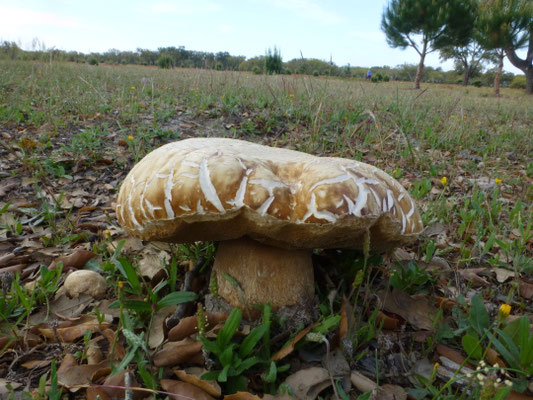 Tylopilus felleus - Bittere boleet