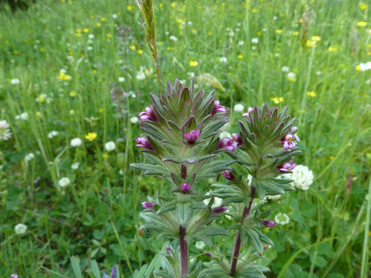 Parentucellia latifolia