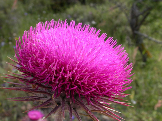 Onopordum illyricum-  Ilyrische wegdistel