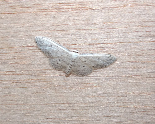 Idaea seriata - Paardenbloemspanner