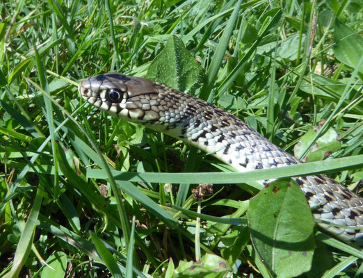 Balkantoornslang (Hierophis gemonensis)
