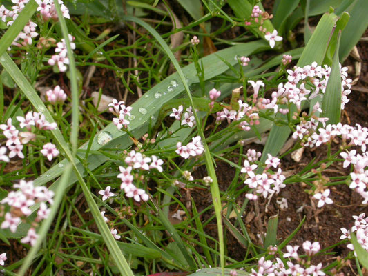 Asperula cynanchica - Kalkbedstro