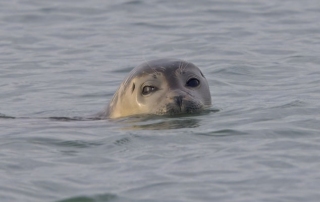 Gewone Zeehond