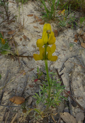 gele lupine (Lupinus luteus)
