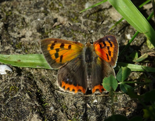 kleine vuurvlinder