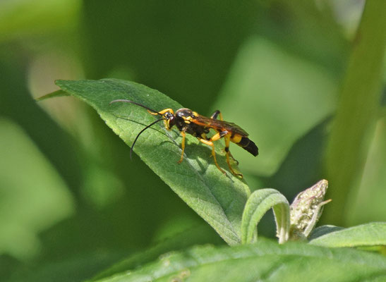 Ichneumon xanthorius