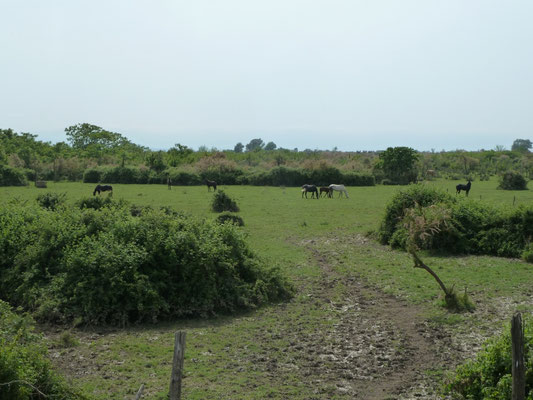 Kolpos, rivierdelta Axios