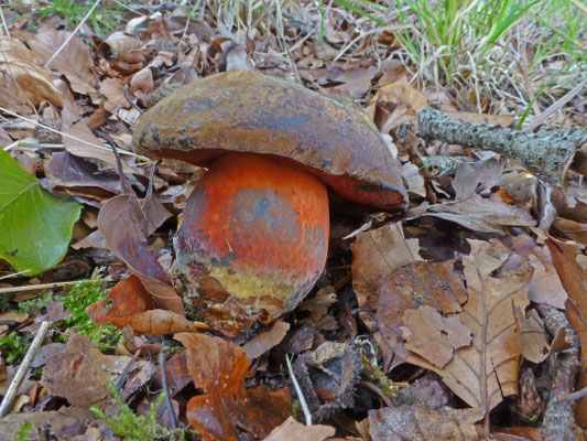Neoboletus erythropus - Gewone heksenboleet