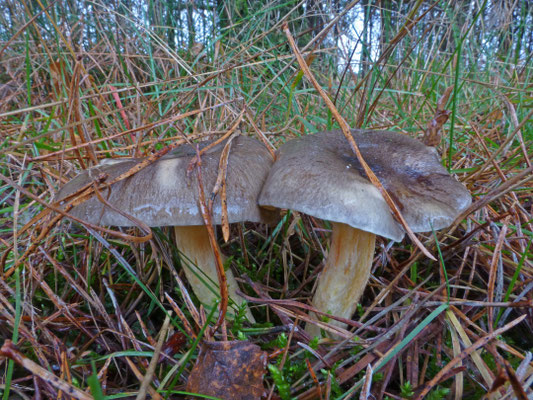 Hygrophorus hypothejus - Dennenslijmkop