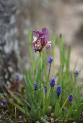Iris lutescens