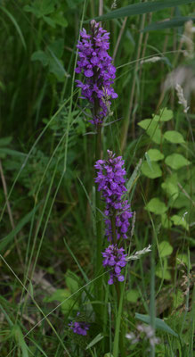 Rietorchis