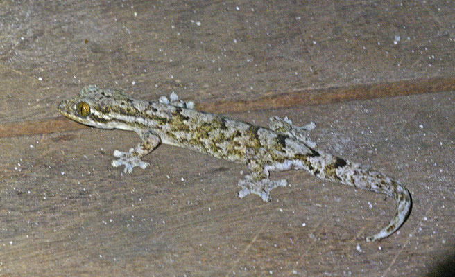 Thecadactylus rapicauda  Turnip-tailed Gecko