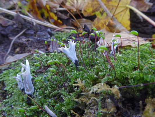 Xylaria hypoxylon - Geweizwam