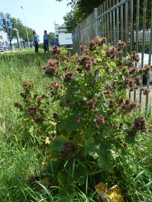 Arctium lappa - Grote klit