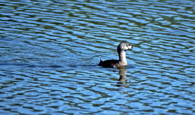 Pied-billed Grebe