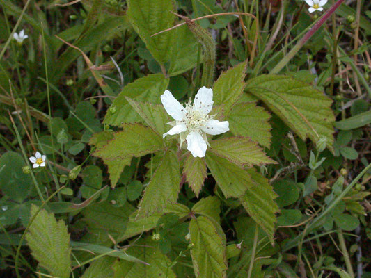 Rubus caesius - Dauwbraam