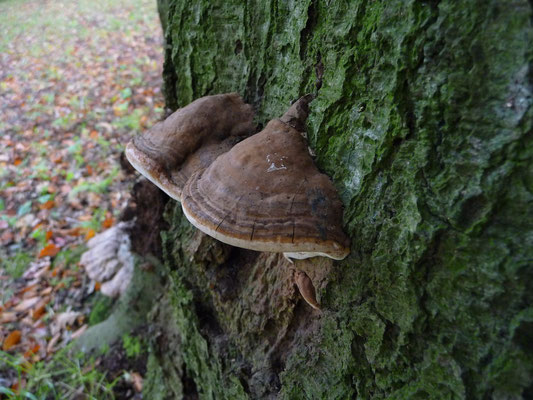 Ganoderma pfeifferi - Waslakzwam