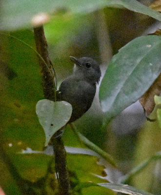 Rufous-bellied Antwren