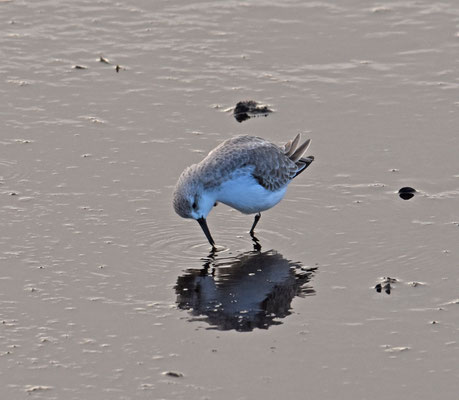 Drieteenstrandloper