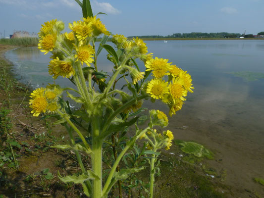 Senecio congestus - Moerasandijvie