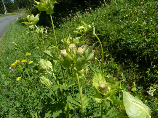 Cirsium oleraceum - Moesdistel