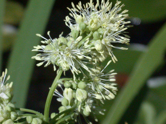 Thalictrum flavum - Poelruit