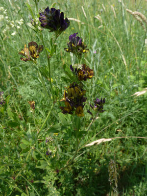 Medicago sativa falcata - Sikkelklaver