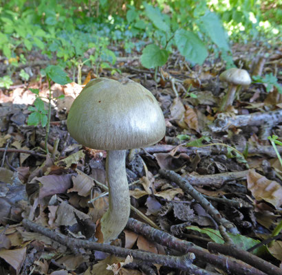Cortinarius anomalus - Vaaggegordelde gordijnzwam