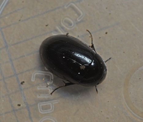 Limnoxenus niger