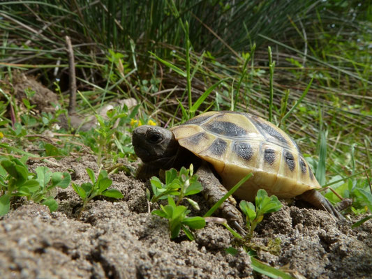 Testudo hermanni boettgeri