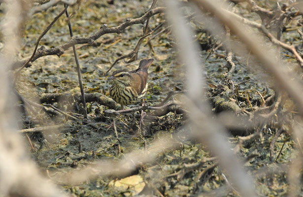 Northern Waterthrush