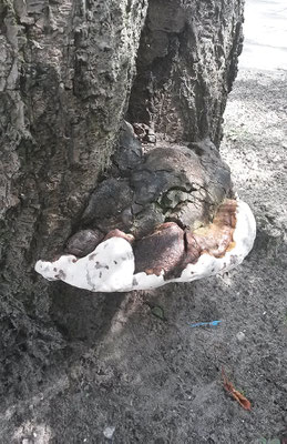 Ganoderma adspersum - Dikrandtonderzwam