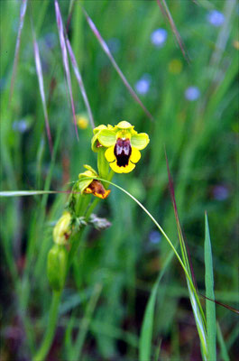 Ophrys lutea - Gele ophrys
