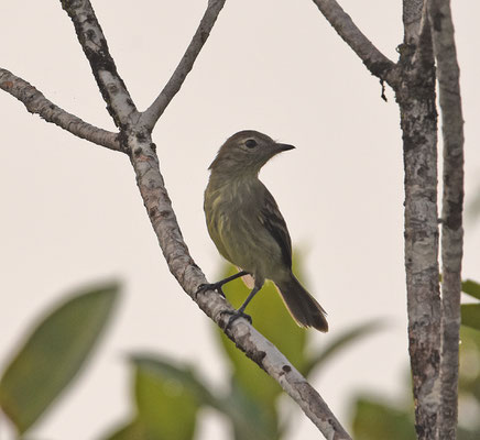 Rufous-crowned Elaenia