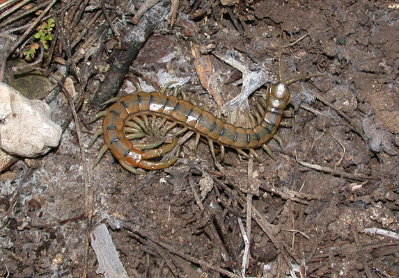 Scolopendra cingulata