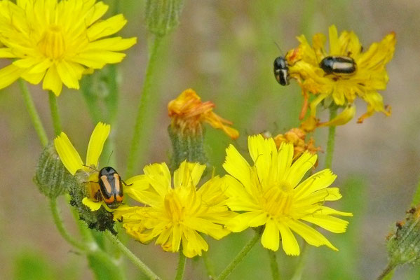 Cryptocephalus vittatus