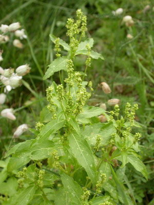 Chenopodium polyspermum - Korrelganzenvoet