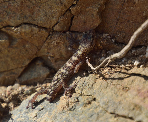 Euleptes europaea - Europese bladvingergekko