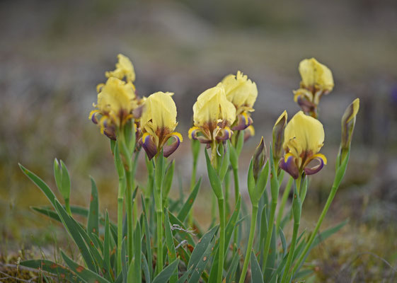 Iris suaveolens