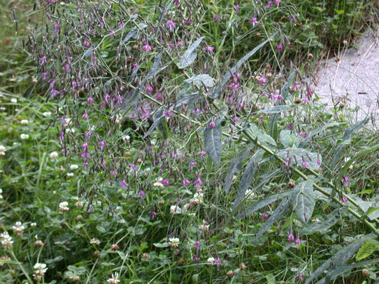 Prenanthes purpurea