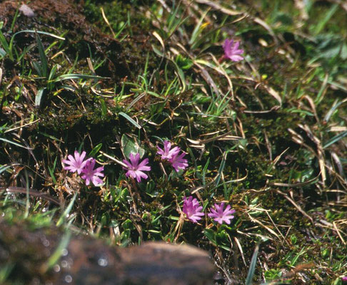 Primula integrefolia - Gaafbladige sleutelbloem