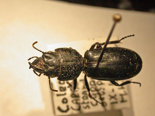 Scarites laevigatus