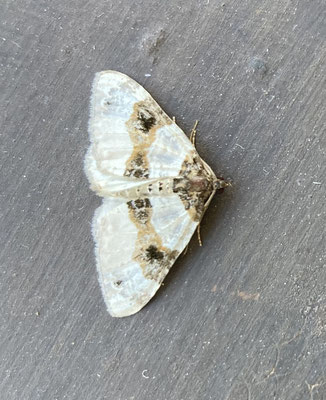 Cosmorhoe ocellata - Blauwbandspanner