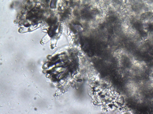 Leucoagaricus cristallifer - Kristalchampignonparasol
