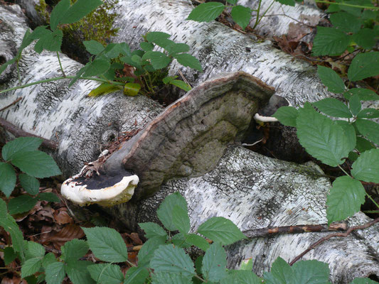 Dikrandtonderzwam