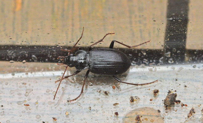 Nebria brevicollis - Gewone kortnek