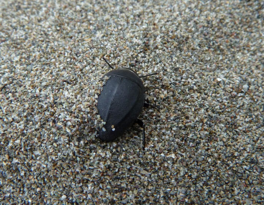 Erodius orientalis