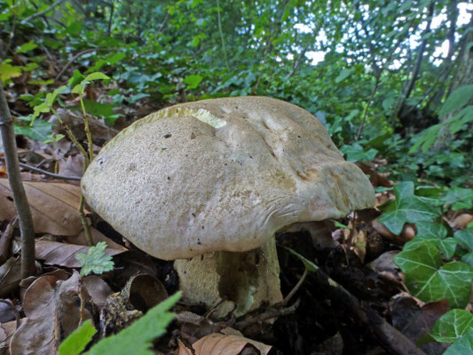 Caloboletus radicans - Wortelende boleet
