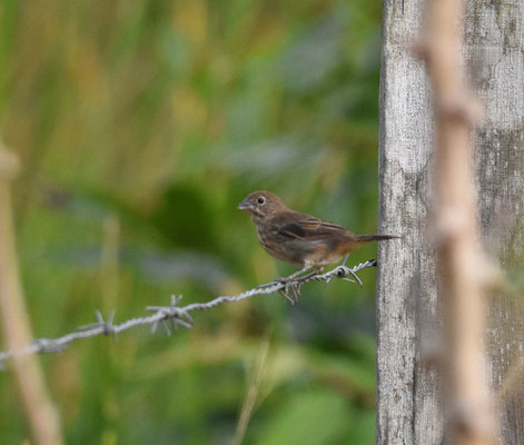 Wing-barred Seedeater, female