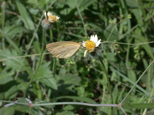 Eurema brigitta